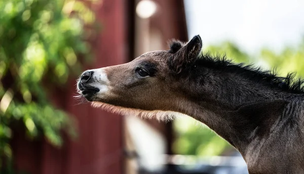 New born foal on a farm in Norway