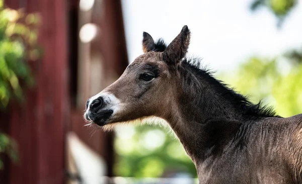 New born foal on a farm in Norway
