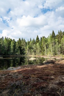 Norveç'te Nesodden orman