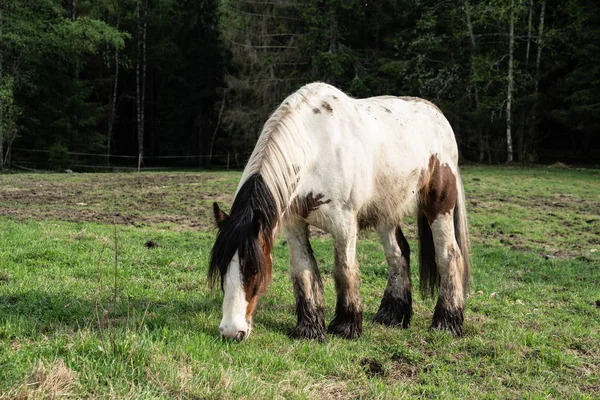 Horses South Norway Oslo — Stock Photo, Image