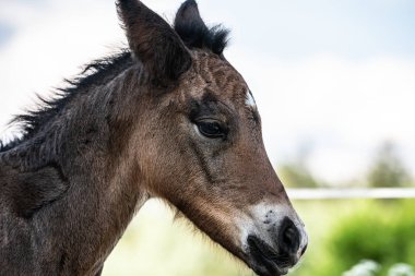 Norveç'te bir çiftlikte yeni doğan yavru