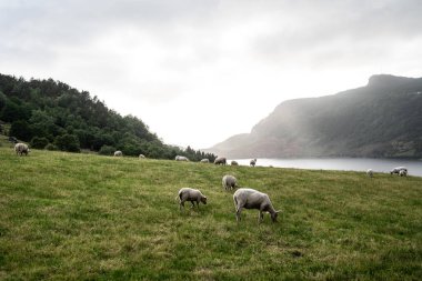 Norveç'in Batı Yakası