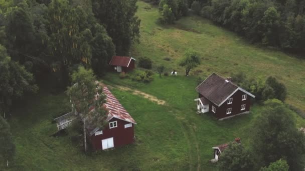 Tôt Matin Avec Cheval Dans Une Forêt — Video