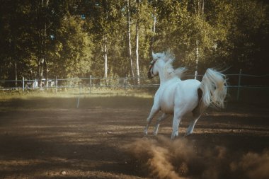 Padok tam hızda beyaz arabin