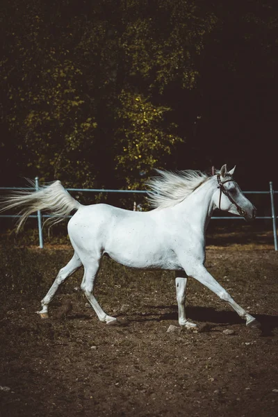 White Arabin Full Speed Paddock — Stock Photo, Image