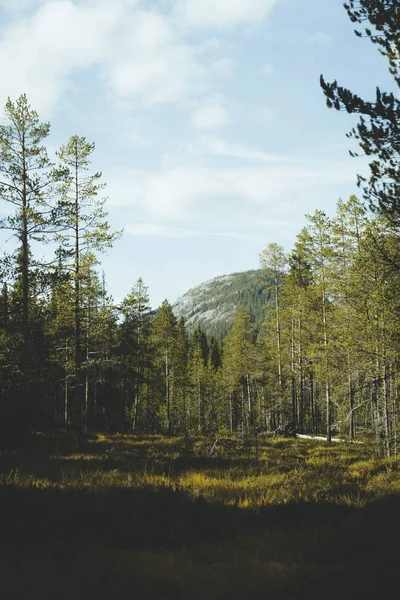 Лес Юге Норвегии — стоковое фото