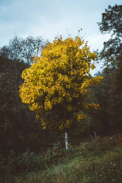 Djupt Mörka Hösten Skogen — Stockfoto