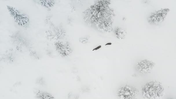 Orignal Dans Forêt Hiver Vue Haut — Video