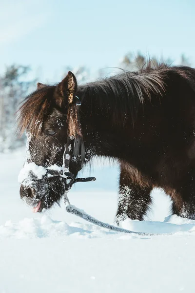 Cheval Nordland Dans Sud Norvège — Photo