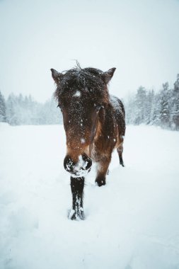 Güney Norveç'in Nordland at