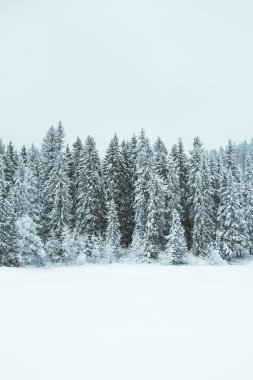 Beyaz kış ormanda kabin