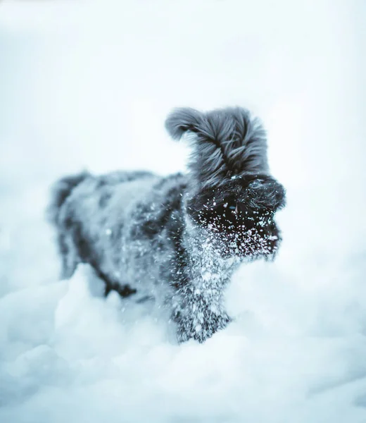 Angorahase Spielt Schnee — Stockfoto