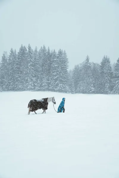 Paard Outise Tijdens Winter — Stockfoto