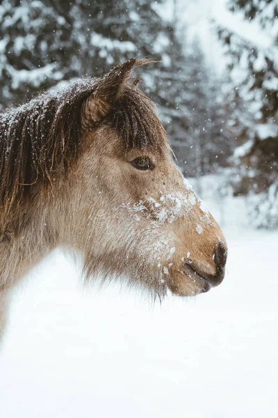 Horse Outise Winter — Stock Photo, Image