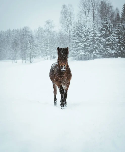 Cheval Nordland Dans Sud Norvège — Photo