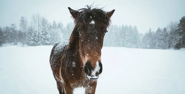 Nordland Horse South Norway — Stock Photo, Image