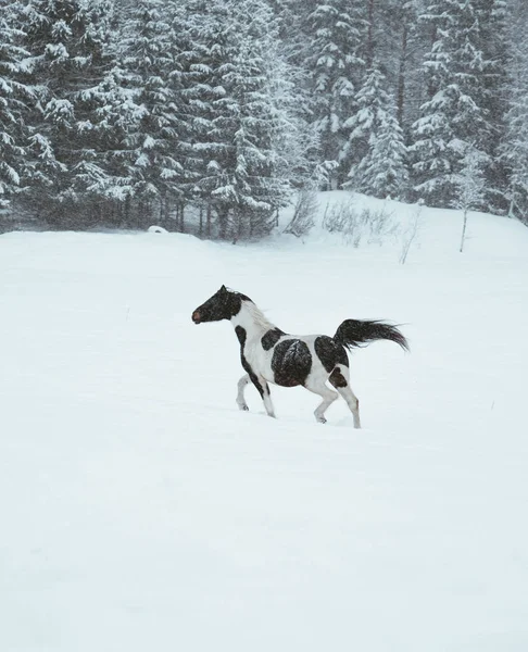 Horse Outise Winter — Stock Photo, Image