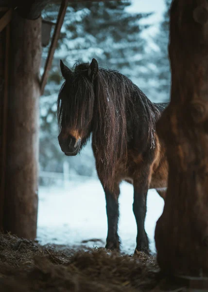 Horse Outise Winter — Stock Photo, Image