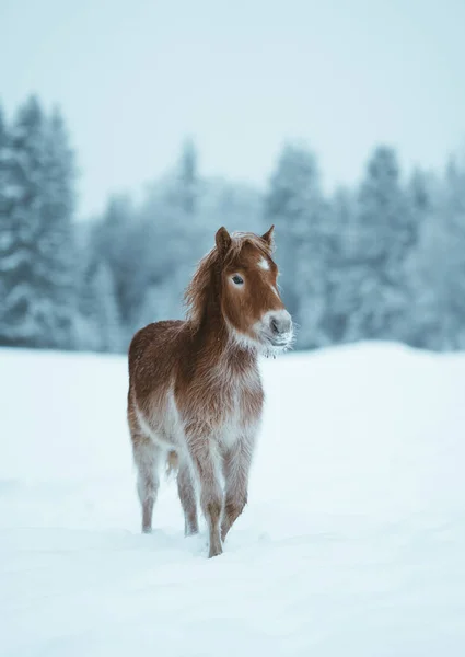 Cavalo Nordland Sul Noruega — Fotografia de Stock