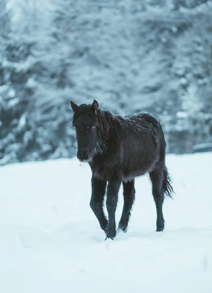 Nordland Horse South Norway — Stock Photo, Image