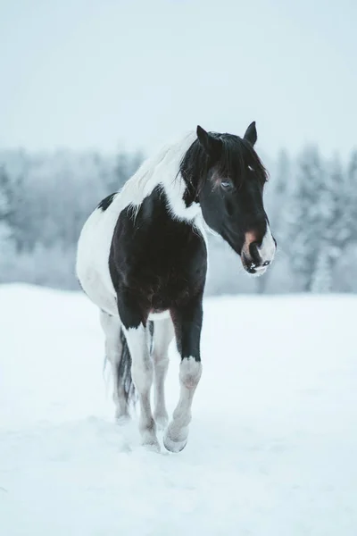 Horse Outise Winter — Stock Photo, Image