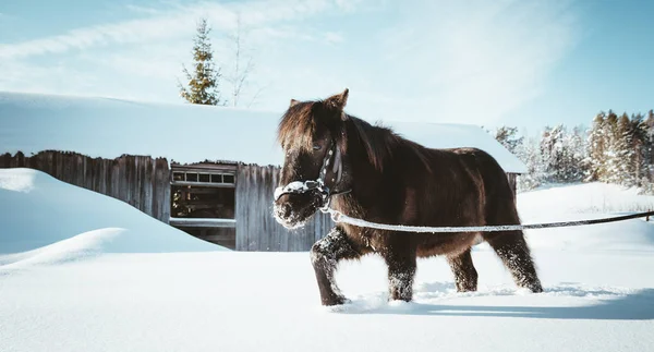 Nordland Horse South Norway — Stock Photo, Image