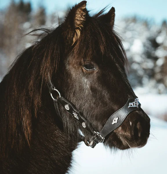 Black Nordland Foal Fotoshoot — Stock Photo, Image