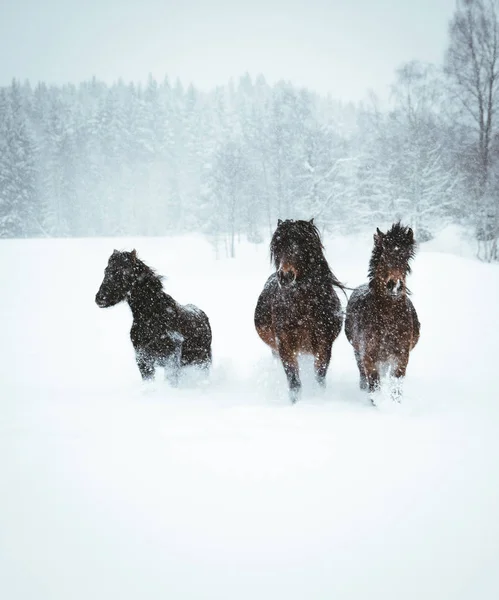 Caballo Nordland Sur Noruega Fotos De Stock Sin Royalties Gratis