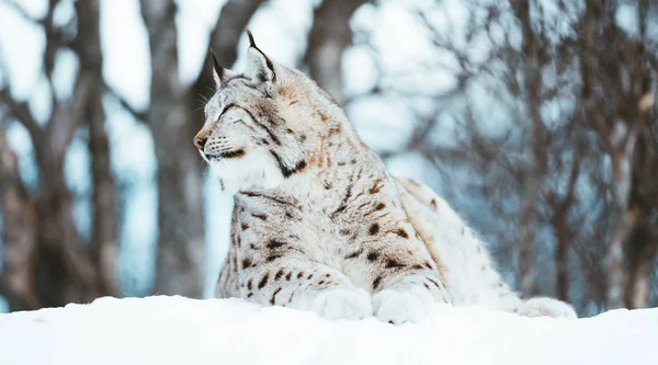 Арктичних Lynx Скандинавії — стокове фото