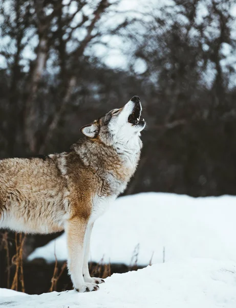 Los Lobos Escandinavia Del Norte —  Fotos de Stock