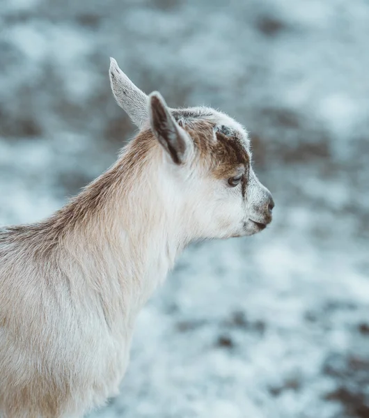 Tiny Baby Goat First Time — Stock Photo, Image