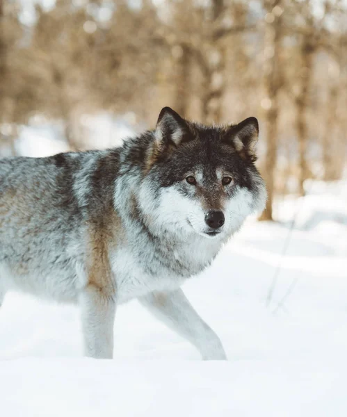 Lobos Escandinávia Norte — Fotografia de Stock