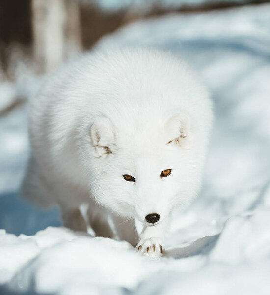 The Arctic Fox of Scandinavia