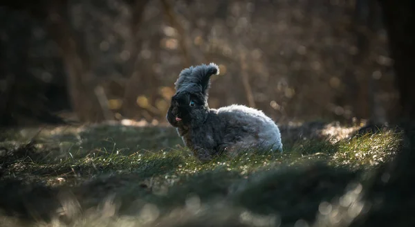 Şirin Angora tavşan ormanda