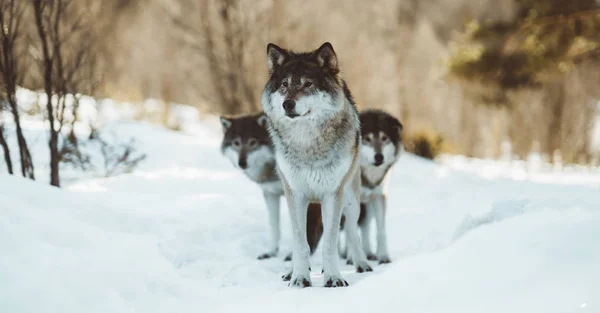 Die Wölfe Des Nördlichen Skandinaviens — Stockfoto