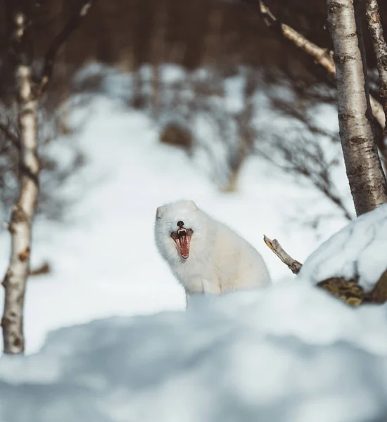 Der Arktische Fuchs Skandinaviens — Stockfoto