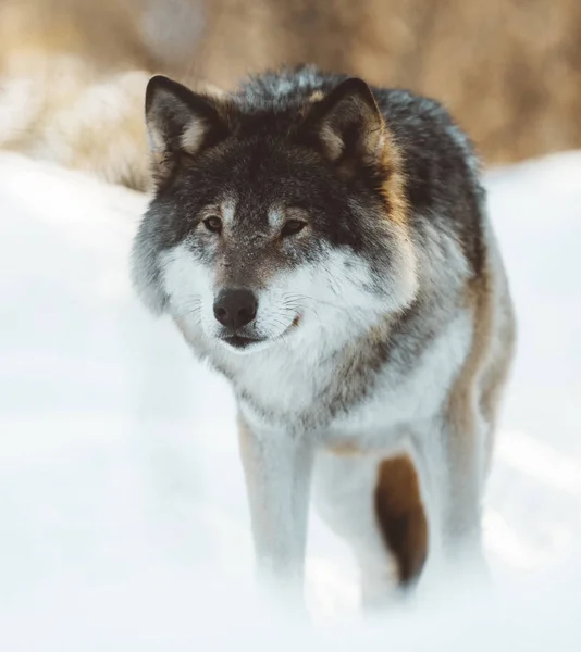 Die Wölfe Des Nördlichen Skandinaviens — Stockfoto