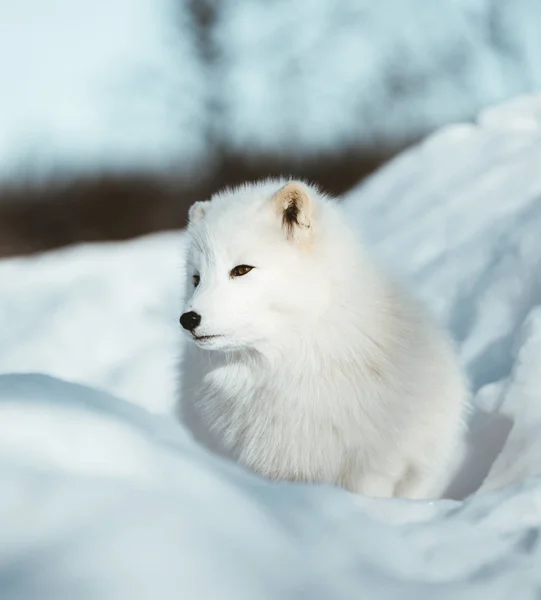 Der Arktische Fuchs Skandinaviens — Stockfoto
