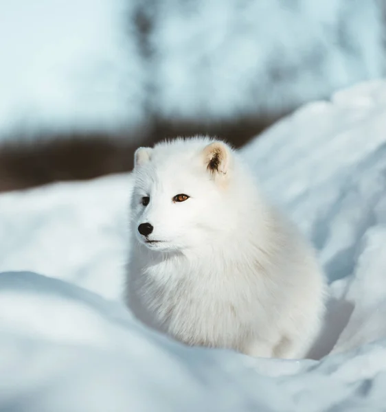 Der Arktische Fuchs Skandinaviens — Stockfoto