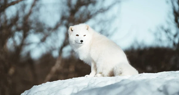 斯堪的纳维亚半岛的北极狐狸 — 图库照片