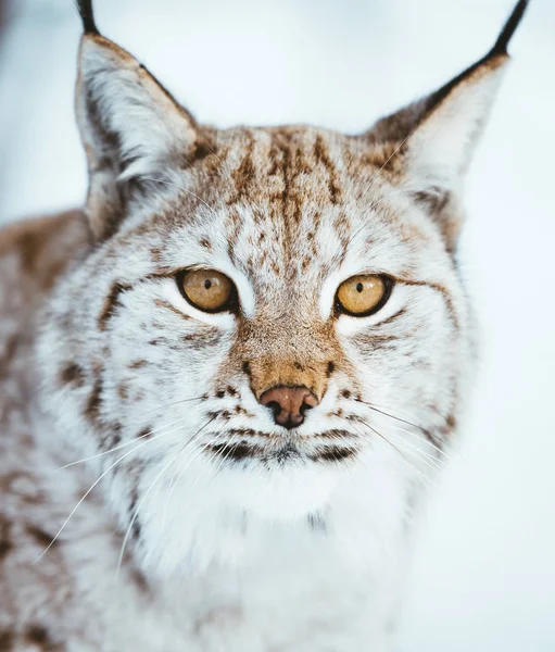 Αρκτική Lynx Της Σκανδιναβίας — Φωτογραφία Αρχείου