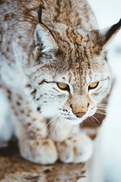 Αρκτική Lynx Της Σκανδιναβίας — Φωτογραφία Αρχείου