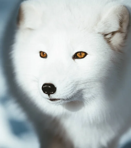 Αρκτική Αλεπού Της Σκανδιναβίας Royalty Free Φωτογραφίες Αρχείου