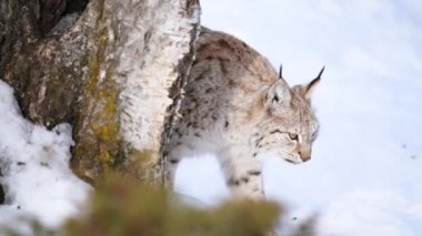 Scandinavia kutup Lynx