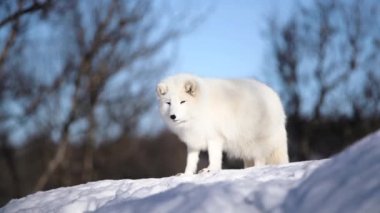 Scandinavia Kutup tilkisi