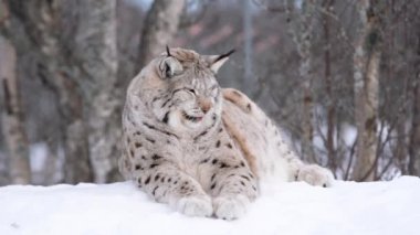 Scandinavia kutup Lynx