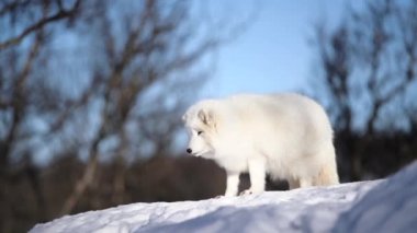 Scandinavia Kutup tilkisi