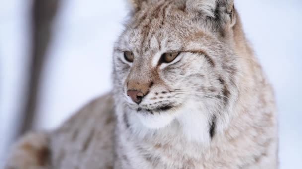 Lynx Arktik Skandinavia — Stok Video