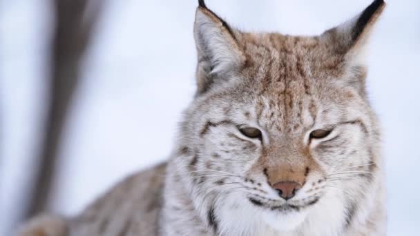 Arktické Lynx Skandinávie — Stock video