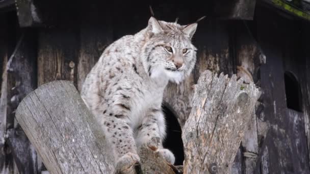 Αρκτική Lynx Της Σκανδιναβίας — Αρχείο Βίντεο